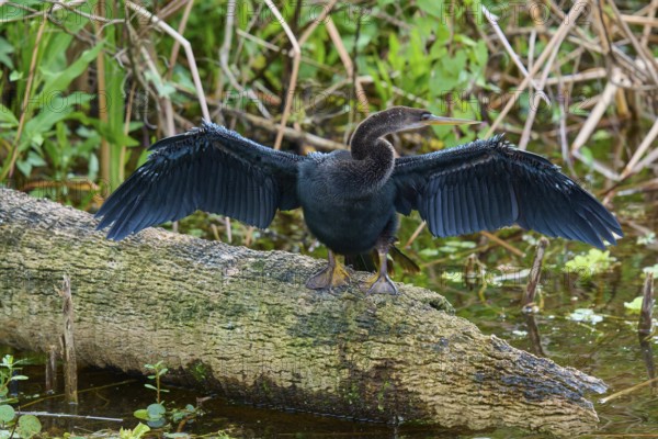 Bird with outstretched wings sitting on a tree trunk over beguiling water, Darter (Anhinga anhinga), spring, Orlando Wetlands, Christmas, Florida, USA