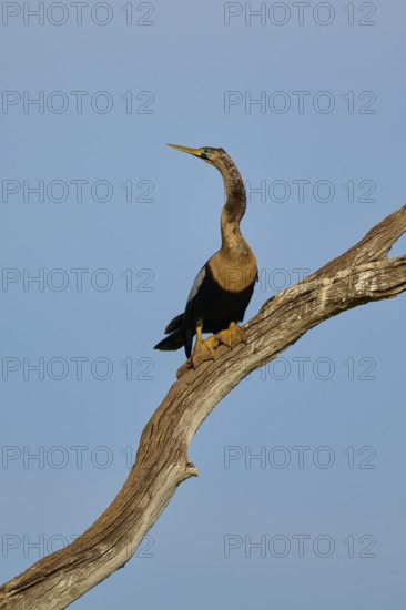 An upright bird with a long neck on a branch under a blue sky, Darter (Anhinga anhinga), spring, Orlando Wetlands, Christmas, Florida, USA