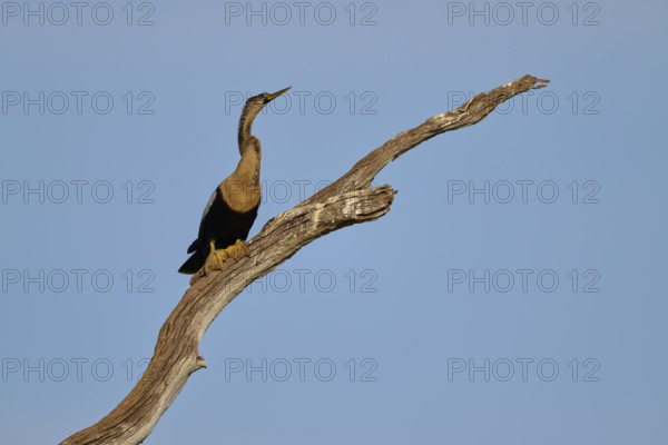 A bird with a raised head sits proudly on a branch against a blue sky, Darter (Anhinga anhinga), Spring, Orlando Wetlands, Christmas, Florida, USA
