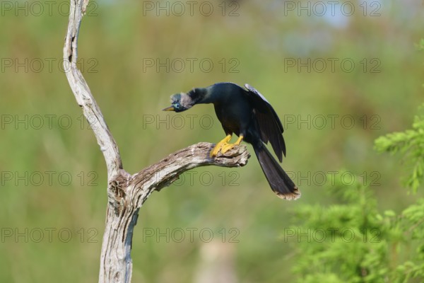 A bird leans forward, sitting on a gnarled branch against a green background, Darter (Anhinga anhinga), Spring, Orlando Wetlands, Christmas, Florida, USA