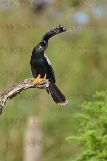 A bird perched on a branch looking alertly at its surroundings against a green backdrop, Darter (Anhinga anhinga), spring, Orlando Wetlands, Christmas, Florida, USA