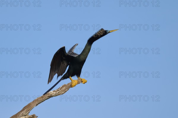 A bird spreads its wings on a branch against a clear blue sky, Darter (Anhinga anhinga), Spring, Orlando Wetlands, Christmas, Florida, USA