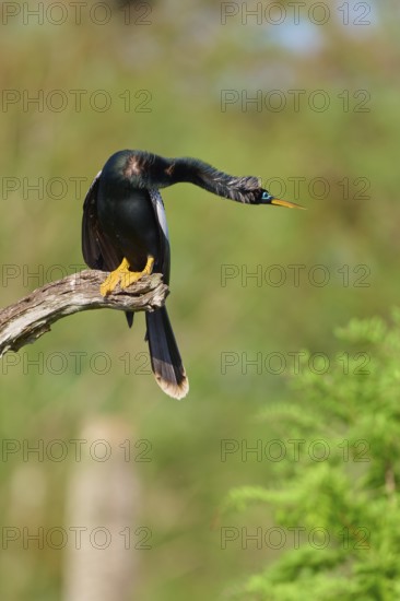 A bird leans forward, sitting on a branch in front of a green background, Darter (Anhinga anhinga), Spring, Orlando Wetlands, Christmas, Florida, USA