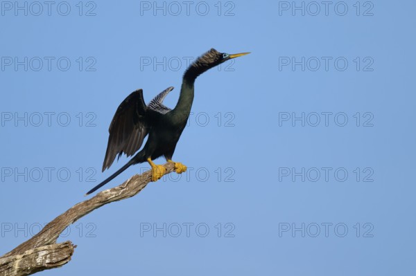 A bird on a branch with outstretched wings against a clear sky, Darter (Anhinga anhinga), spring, Orlando Wetlands, Christmas, Florida, USA