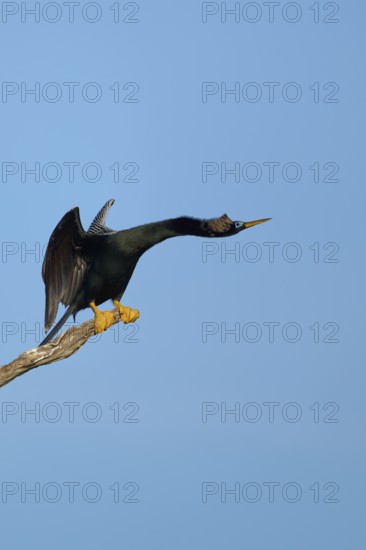 A bird with spread wings sitting on a branch against a blue sky, Darter (Anhinga anhinga), Spring, Orlando Wetlands, Christmas, Florida, USA