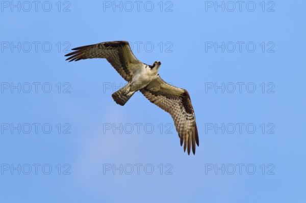 Osprey in the air with powerful wing beats, Osprey (Pandion haliaetus), Orlando Wetlands, Christmas, Florida, USA