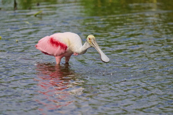 A roseate spoonbill with pink plumage searches the shallow water of a pond, Roseate spoonbill (Ajaja ajaja), Orlando Wetlands, Christmas, Florida, USA