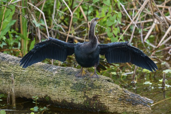Bird spreading its wings, sitting on a tree trunk in a wetland, Darter (Anhinga anhinga), spring, Orlando Wetlands, Christmas, Florida, USA