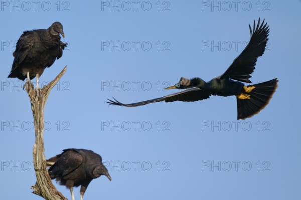 Turkey Vulture (Cathartes aura) on a branch and a Darter in flight against a bright blue sky, Darter (Anhinga anhinga), Spring, Orlando Wetlands, Christmas, Florida, USA