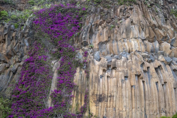 Purple flowers, plant next to basalt columns, Madeira, Portugal