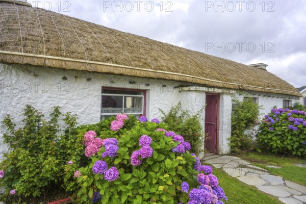Hydrangeas and straw covered houses in the open-air museum, Glencolmcille, County Donegal, Ireland