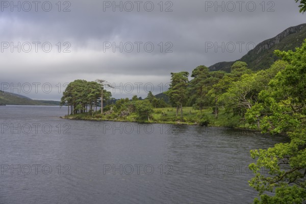 View over Loch Beagh with a group of trees, Glenveagh National Park, Cross Roads, County Donegal, Ireland