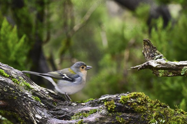 Madeira Chaffinch (Fringilla coelebs maderensis), sitting on a branch, Madeira, Portugal