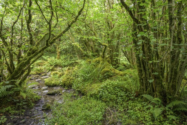 Mossy forest and ferns at St Colman's Chapel and Sacred Spring, Burren, Keelhilla, Carran, County Clare, Ireland
