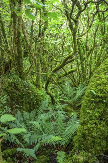 Mossy forest and ferns at St Colman's Chapel and Sacred Spring, Burren, Keelhilla, Carran, County Clare, Ireland