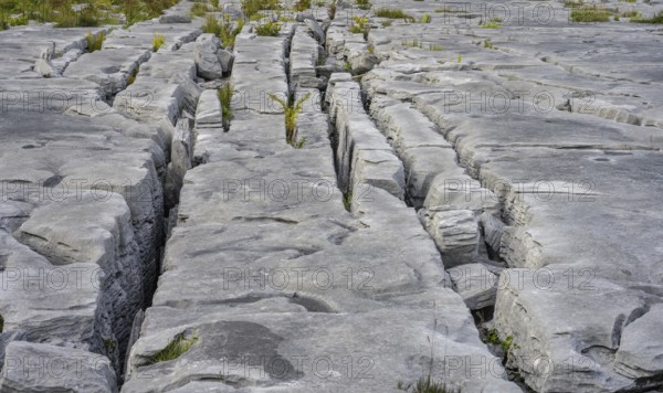 Karst landscape of the Burren, Keelhilla, Carran, County Clare, Ireland