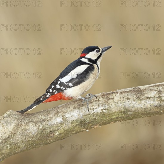 Great spotted woodpecker (Dendrocopos major), male, sitting on a branch, wildlife, animals, birds, woodpeckers, Wilnsdorf, North Rhine-Westphalia, Germany