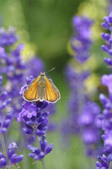 Large skipper (Ochlodes venatus), collecting nectar from a flower of Common lavender (Lavandula angustifolia), close-up, macro photograph, Wilnsdorf, North Rhine-Westphalia, Germany