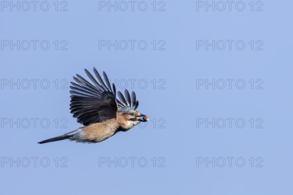 A jay (Garrulus glandarius) flies into the forest with its freshly collected acorns to hide them there as a supply for the winter, foraging, winter supply, time of need, lack of food, Denmark