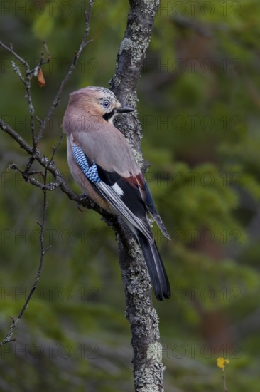 A jay (Garrulus glandarius) sits attentively on a birch branch overgrown with lichen, Sweden