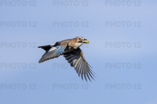 Eurasian jays (Garrulus glandarius) are partly responsible for the spread of oaks, as they forget some hiding places with acorns, foraging, winter supplies, emergency period, lack of food, Denmark