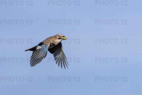 A jay (Garrulus glandarius) flies into the forest with its freshly collected acorns to hide them there as a supply for the winter, foraging, winter supply, time of need, lack of food, Denmark
