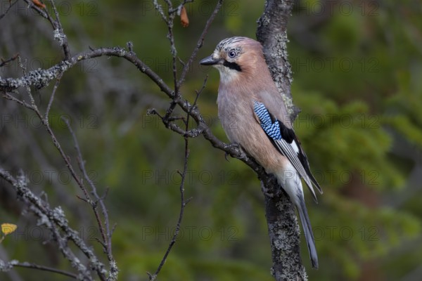A jay (Garrulus glandarius) sits attentively on a birch branch overgrown with lichen, Sweden