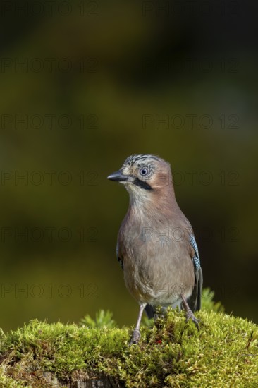 The jay (Garrulus glandarius) inspects a tree stump with a keen eye, autumn, Sweden