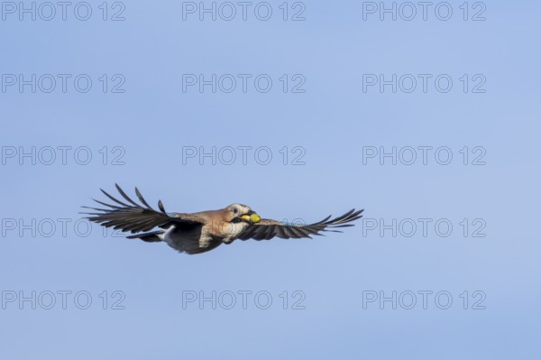 Eurasian jay (Garrulus glandarius) in flight with acorns in its beak, foraging, winter food supply, emergency season, food shortage, Denmark