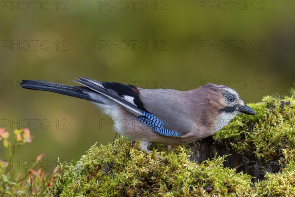 Something in the tree stump arouses the curiosity of the jay (Garrulus glandarius), autumn, Sweden