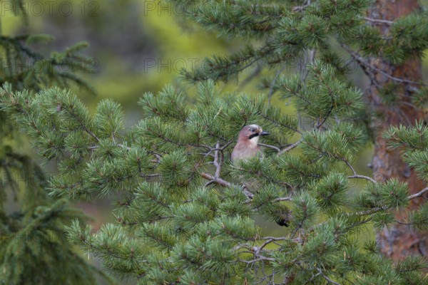 Well camouflaged and from a safe distance, the jay (Garrulus glandarius) observes its surroundings, Sweden