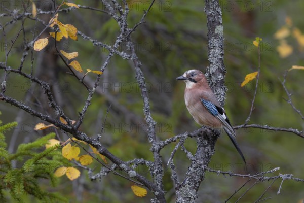 A jay (Garrulus glandarius) sits attentively on a birch branch overgrown with lichen, autumn, Sweden