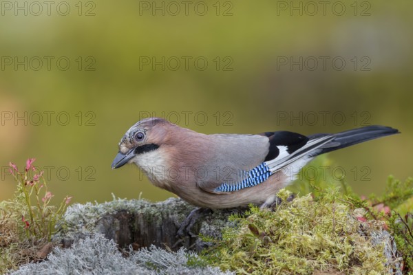 With a keen eye, the jay (Garrulus glandarius) inspects a tree stump in search of food, lichen, autumn, Sweden
