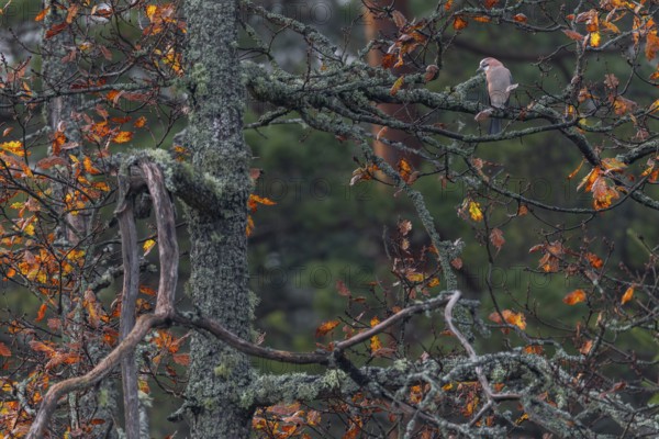 Eurasian jay (Garrulus glandarius) in autumn on a lichen-covered oak tree, Sweden