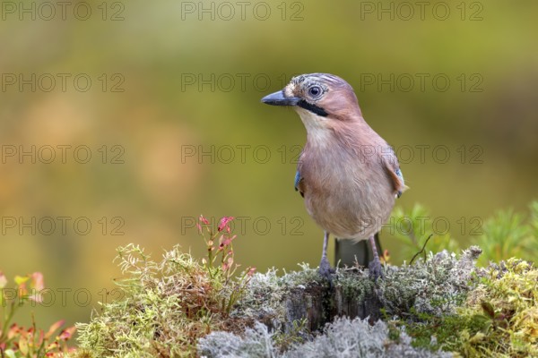 Eurasian jay (Garrulus glandarius) searches the colourful autumn vegetation for food, lichens, Sweden