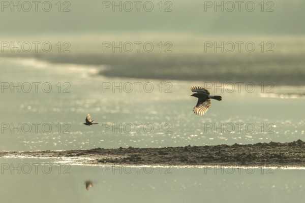 Eurasian jay (Garrulus glandarius) chasing a white wagtail, pursue, prey, prey animal, flight photo, Germany