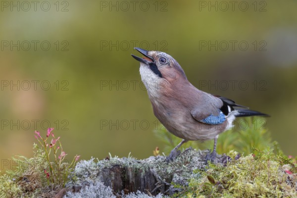Foraging on the forest floor ends successfully for the jay (Garrulus glandarius), lichens, autumn, Sweden