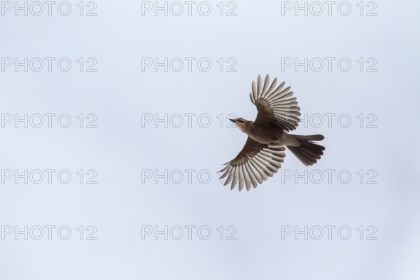 Eurasian jay (Garrulus glandarius) in flight, flight photo, Germany