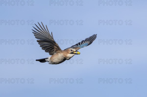 Eurasian jays (Garrulus glandarius) stockpile food for the winter and other times of need, foraging, winter stockpile, time of need, food shortage, Denmark