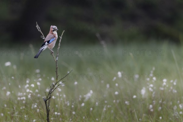 Eurasian jay (Garrulus glandarius) in a moor with flowering cotton grass, perch, Germany