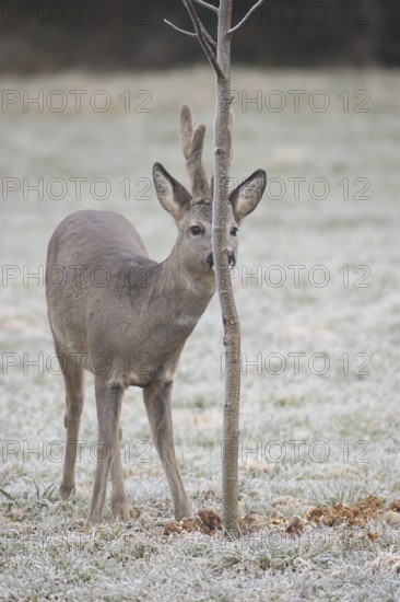Roe deer (Capreolus capreolus) buck with velvet antlers secured at the feeding station in the hoarfrost, Allgäu, Bavaria, Germany, Allgäu, Bavaria, Germany