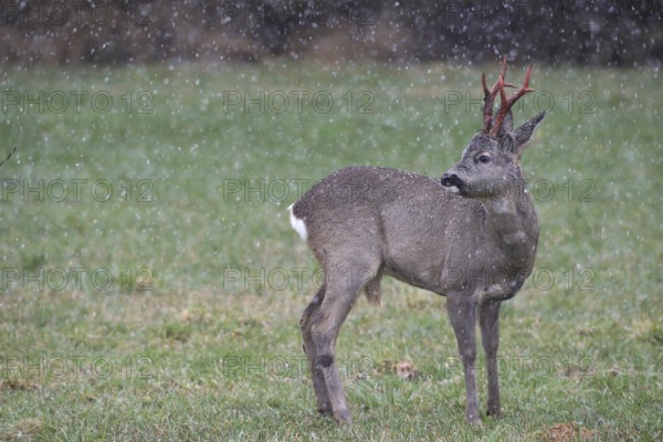 Roe deer (Capreolus capreolus) buck with freshly swept, still red antlers in the meadow during snowfall, Allgäu, Bavaria, Germany, Allgäu, Bavaria, Germany