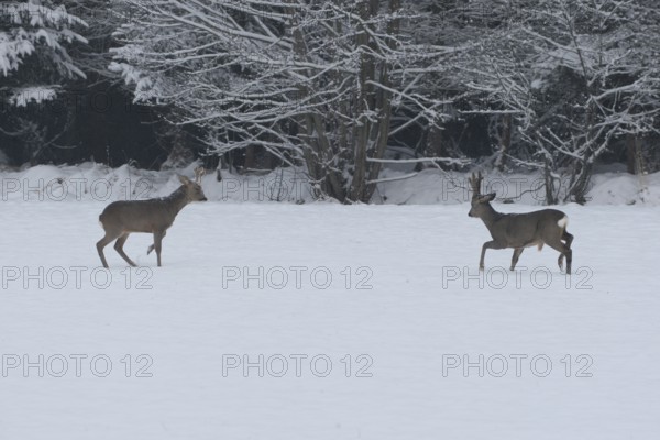 Roe deer (Capreolus capreolus) Bucks in velvet antlers sit with their forelegs in the snow on the meadow, imposing behaviour, Allgäu, Bavaria, Germany, Allgäu, Bavaria, Germany