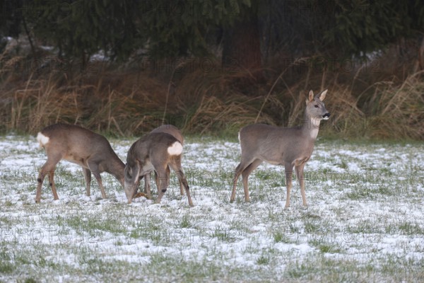 Roe deer (Capreolus capreolus) doe (left and right) and two buck fawns in the snow at the Kirrung on the meadow, Allgäu, Bavaria, Germany, Allgäu, Bavaria, Germany