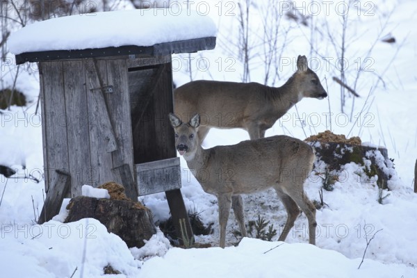 Roe deer (Capreolus capreolus) doe in the snow at winter feeding, Allgäu, Bavaria, Germany, Allgäu, Bavaria, Germany