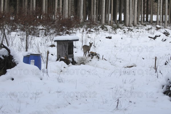 Roe deer (Capreolus capreolus) doe in the snow at the winter feeding in the forest, Allgäu, Bavaria, Germany, Allgäu, Bavaria, Germany