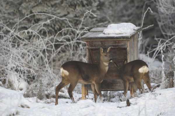 Roe deer (Capreolus capreolus) doe (left) with fawn in the snow during winter feeding in the forest, Allgäu, Bavaria, Germany, Allgäu, Bavaria, Germany