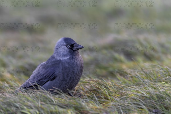 Jackdaw (Corvus monedula) sitting in a meadow in the last evening light, Germany