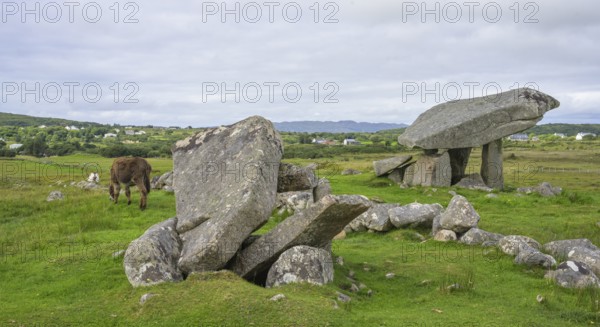 Donkey at the dolmen of, Kilclooney, County Donegal, Ireland