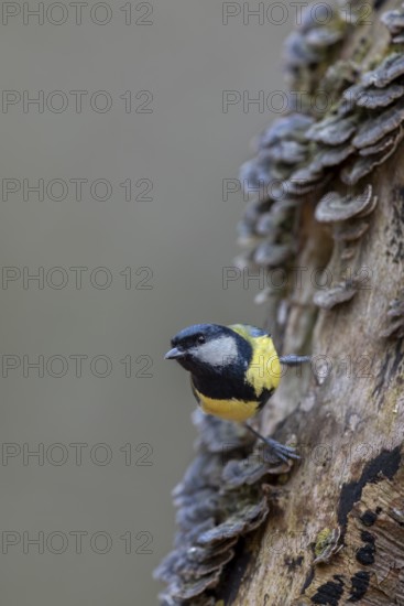 Concentrated, the great tit (Parus major) aims at its next target, tree fungi, Germany